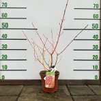 Drieň krvavý (Cornus sanguinea) ´MIDWINTER FIRE´ - výška 15-20 cm, kont. C2L